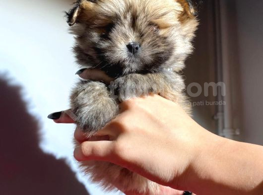 Teacup Boy Tüy Yumağı Morkie görsel