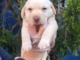 ORJİNAL GERÇEK ŞAMPANYA LABRADOR YAVRULAR