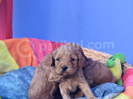 Kizil Renk Orji̇nal Cavapoo Yavrular görsel