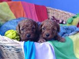 Red Brown Kizil Orji̇nal Toy Poodle Yavrular