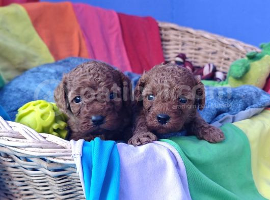 Red Brown Kizil Orji̇nal Toy Poodle Yavrular görsel
