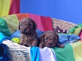 Red Brown Kizil Orji̇nal Toy Poodle Yavrular
