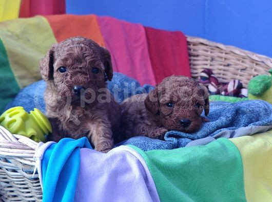 Red Brown Kizil Orji̇nal Toy Poodle Yavrular görsel