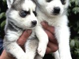 Efsane Maskeli Sibirya Husky Yavrularımız