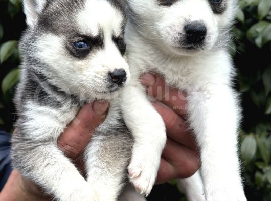 Efsane Maskeli Sibirya Husky Yavrularımız görsel