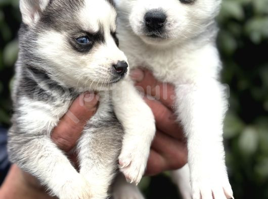 Efsane Maskeli Sibirya Husky Yavrularımız görsel