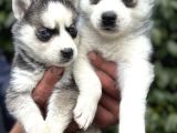 Efsane Maskeli Sibirya Husky Yavrularımız
