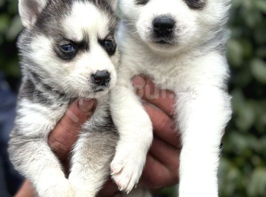 Efsane Maskeli Sibirya Husky Yavrularımız görsel
