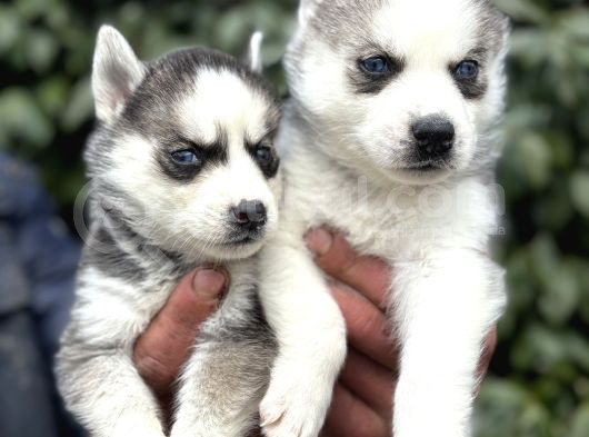 Efsane maskeli sibirya husky yavrularımız