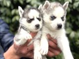 Efsane Maskeli Sibirya Husky Yavrularımız