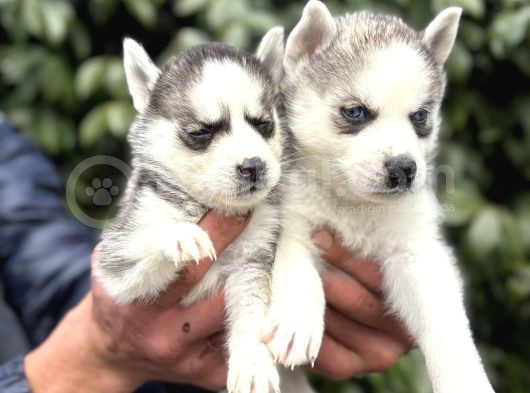 Efsane Maskeli Sibirya Husky Yavrularımız görsel