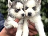 Efsane Maskeli Sibirya Husky Yavrularımız