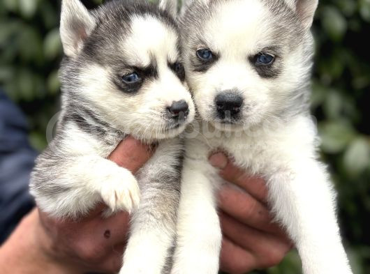 Efsane Maskeli Sibirya Husky Yavrularımız görsel