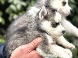 Efsane Maskeli Sibirya Husky Yavrularımız