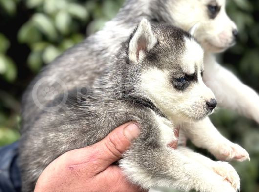 Efsane Maskeli Sibirya Husky Yavrularımız görsel