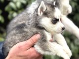 Efsane Maskeli Sibirya Husky Yavrularımız