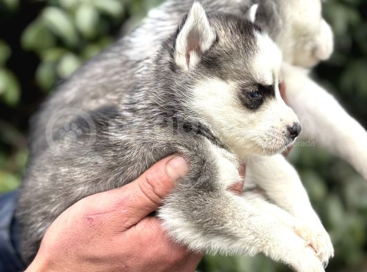 Efsane Maskeli Sibirya Husky Yavrularımız görsel