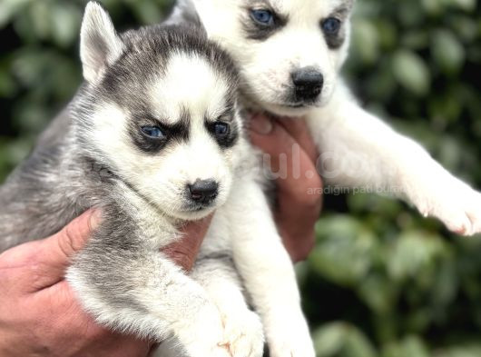 Efsane Maskeli Sibirya Husky Yavrularımız görsel