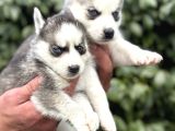 Efsane Maskeli Sibirya Husky Yavrularımız