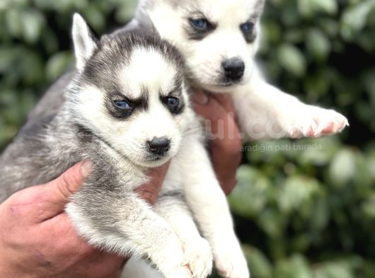 Efsane Maskeli Sibirya Husky Yavrularımız görsel