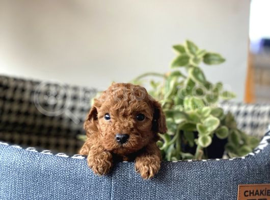 Irk Sağlık Garantili Toy Poodle Bebeklerim