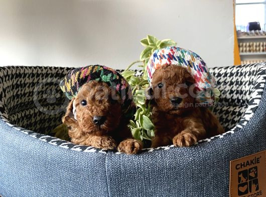 Irk Sağlık Garantili Toy Poodle Bebeklerim görsel