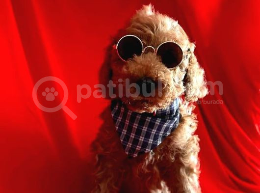 Orji̇nal Poodle Yavrular görsel