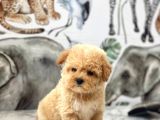 Orjinal Maltipoo Yavrularımız