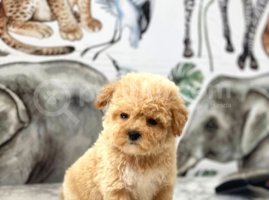 Orjinal Maltipoo Yavrularımız görsel