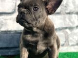 French Bulldog Lekesiz Blue Erkek Yavrumuz