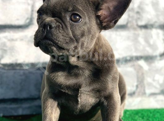 French Bulldog Lekesiz Blue Erkek Yavrumuz görsel