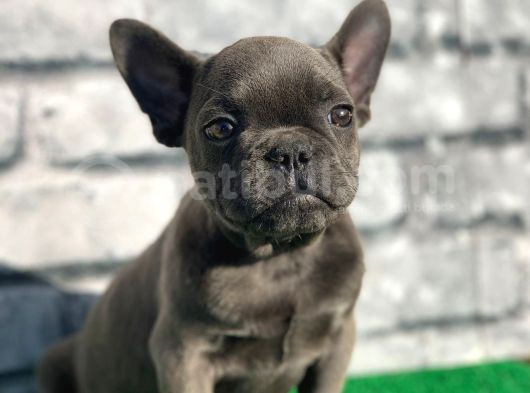 French Bulldog Lekesiz Blue Erkek Yavrumuz görsel