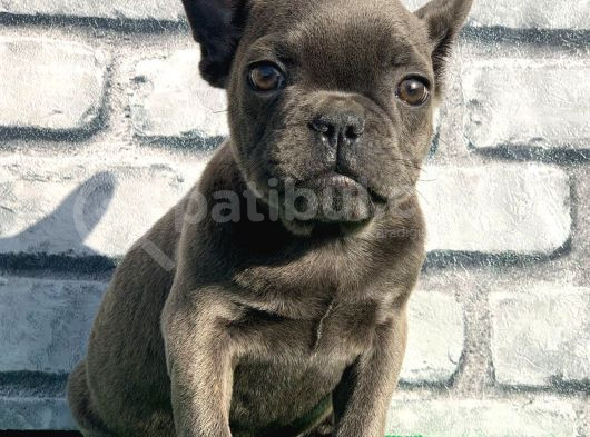French Bulldog Lekesiz Blue Erkek Yavrumuz görsel