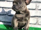 French Bulldog Lekesiz Blue Erkek Yavrumuz