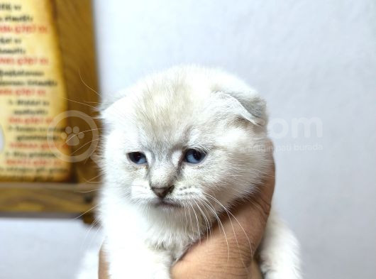 Pamuk Şekerlerim Artık Hazır görsel