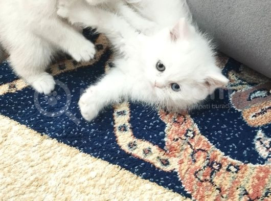 Pamuk Şekerlerim Artık Hazır görsel