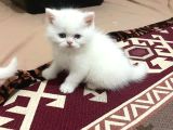 Pamuk Şekerlerim Artık Hazır