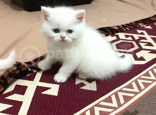 Pamuk Şekerlerim Artık Hazır görsel
