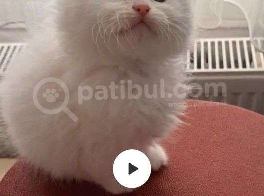Pamuk Şekerlerim Artık Hazır görsel