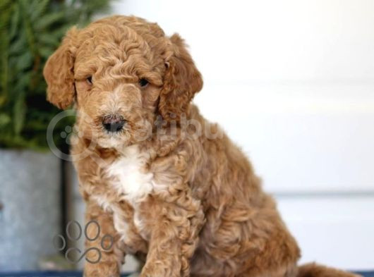 Kahve Tonlu Puppy Kıvırcık Tüylü Malti̇po Ci̇nsi̇ Yavrular görsel