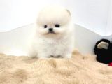 Ayı Surat Boo Yavrularımız