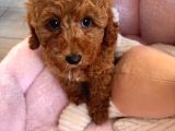 2 Aylık Dişi Toy Poodle