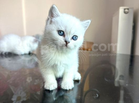 Anne Altından Safkan Britishler 6 Adet