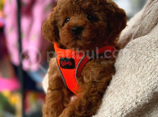 Poodle Yavrularimiz görsel