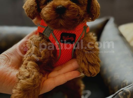 Poodle Yavrularimiz