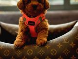 Poodle Yavrularimiz
