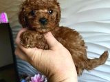 TEACUP 2 KG GARANTİSİ ALTINDA KIRMIZI RED TOOY POODLE