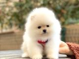 Kar beyaz  üst kalite pomeranian Boo