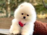 Kar Beyaz  Üst Kalite Pomeranian Boo
