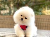 Kar Beyaz  Üst Kalite Pomeranian Boo